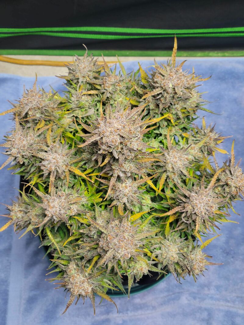 Pound Cake Auto, Фасовка: 1, изображение 37